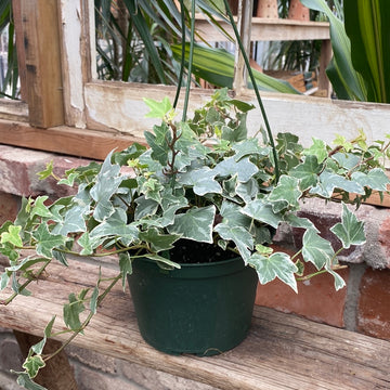 Variegated Hedera Ivy Hanging Basket 6"