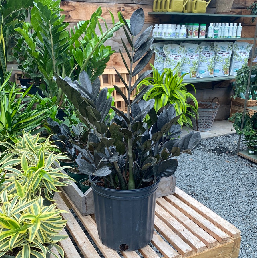 ZZ Plant Black Raven 10"