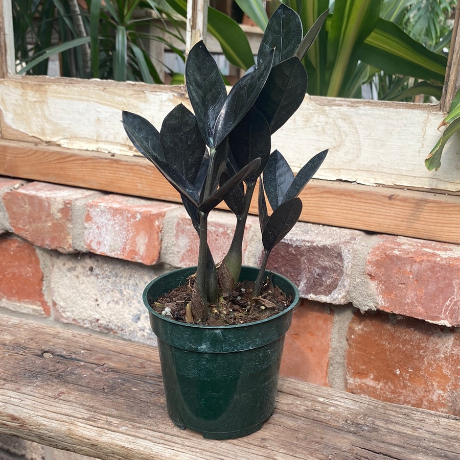 ZZ Plant Black Raven 4"