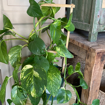 Golden Pothos Ivy 6" Trellis