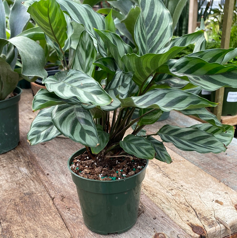 Calathea Freddie 4"