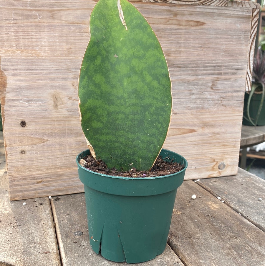 Sansevieria Whale Fin 4"