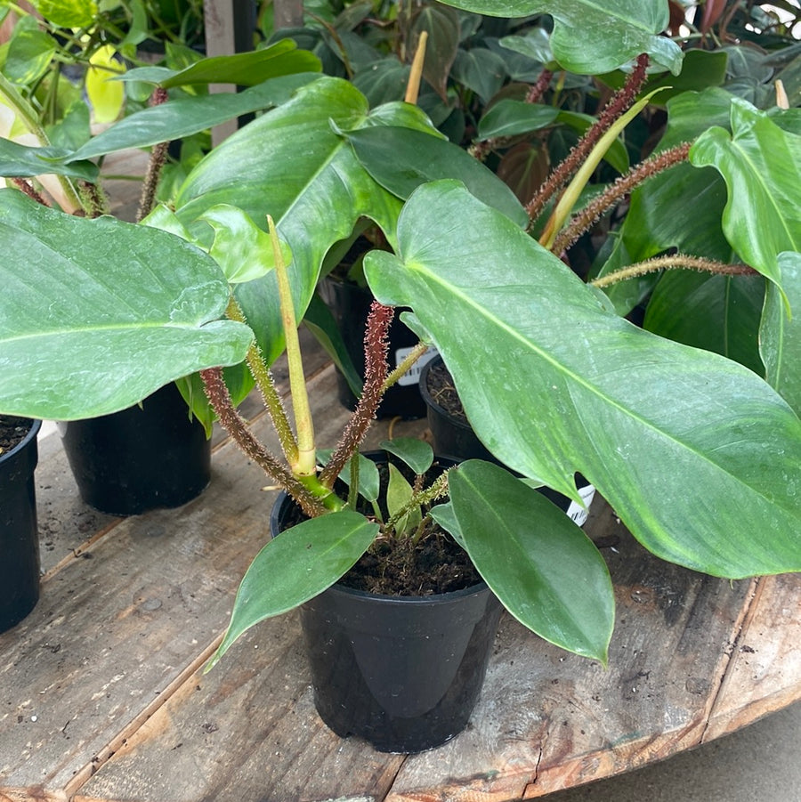 Philodendron  Squamiferum 4"