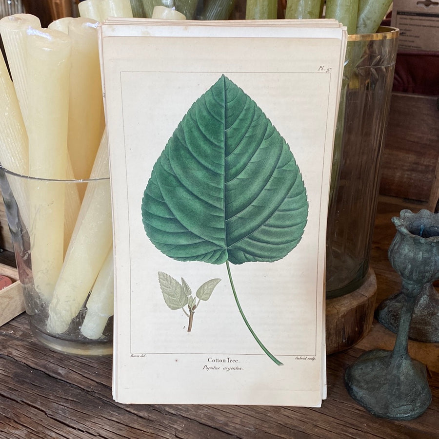 Vintage Botanical Print