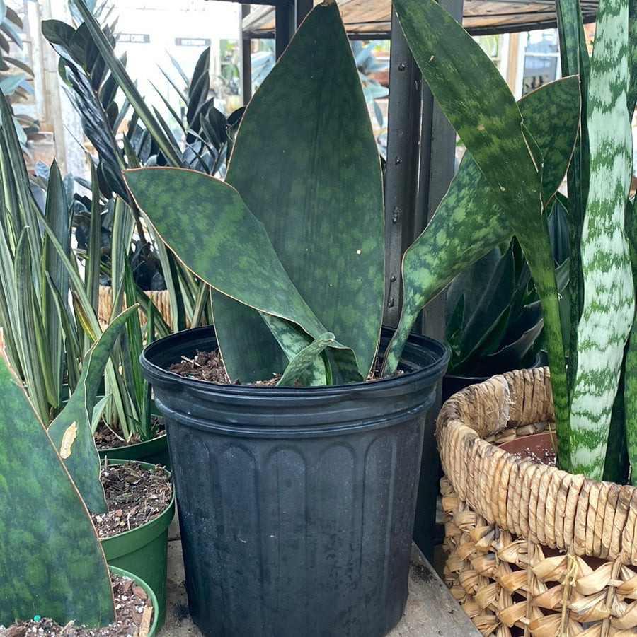 Sansevieria Whale Fin 8"