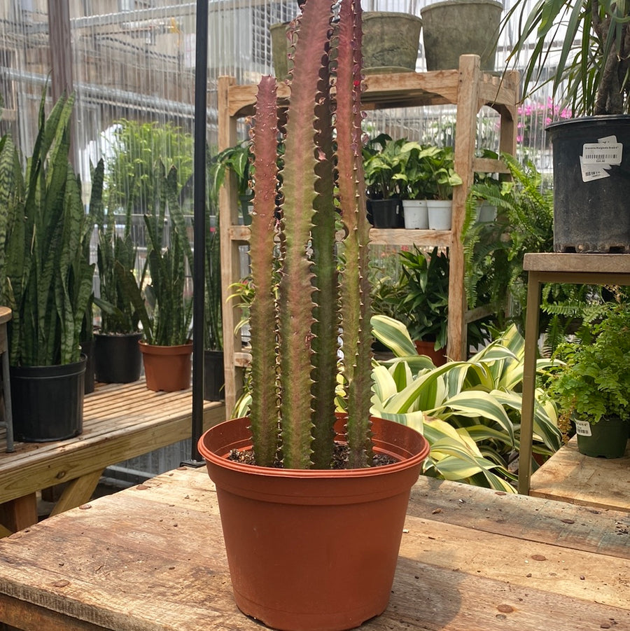 Euphorbia Trigona Rubra 8" - African Milk Tree