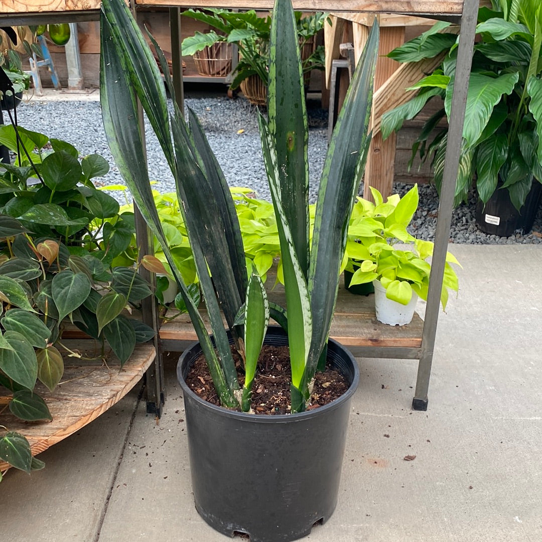 Sansevieria Silver Flame 8&quot;