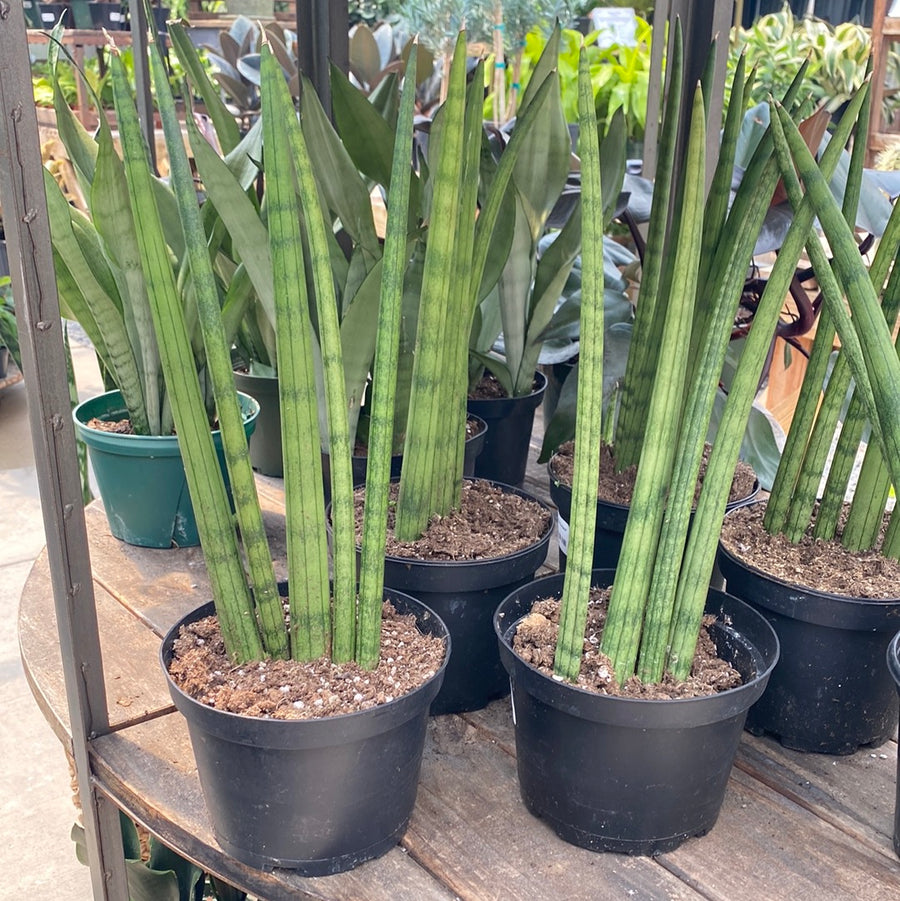 Sansevieria Cylindrica Spears 6"