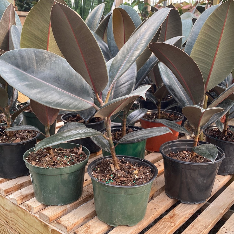 Ficus - Burgundy Rubber Tree 6"