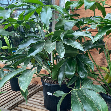 Philodendron Goeldii 14"