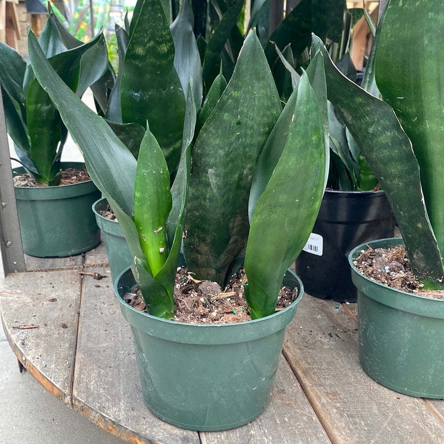 Sansevieria Black Dragon 6"