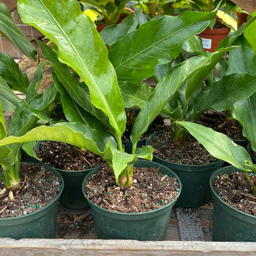 Anthurium Hookeri Variegated 6"