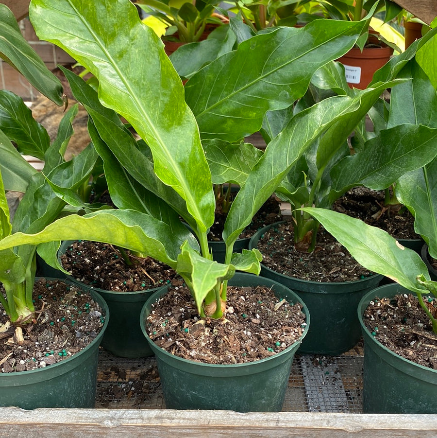 Anthurium Hookeri Variegated 6"