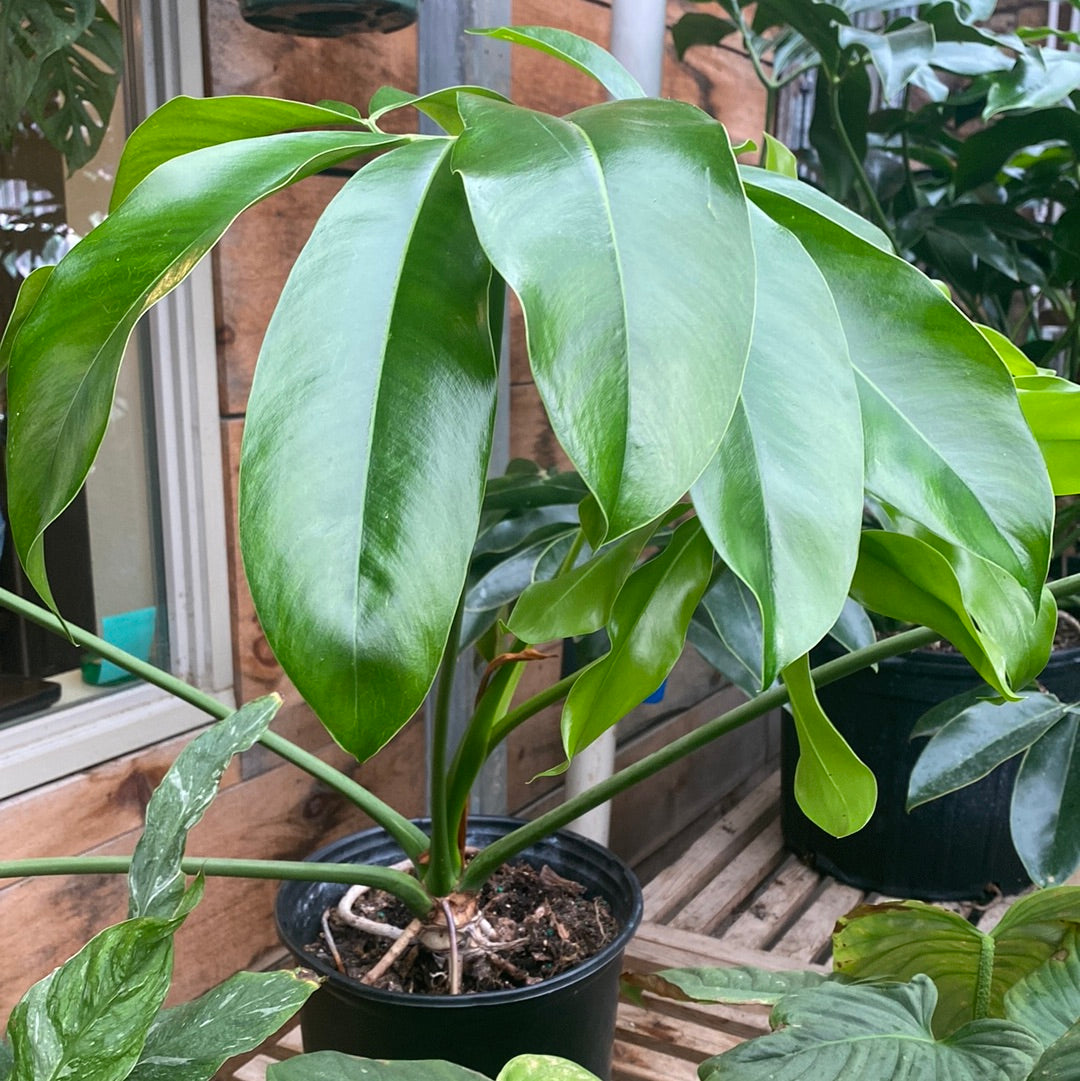 Philodendron Goeldii 10&quot;