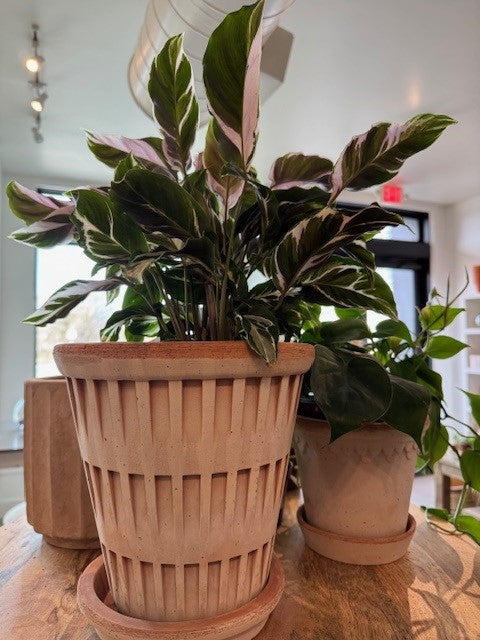 Pantheon Rosa Pot 8.3 in.