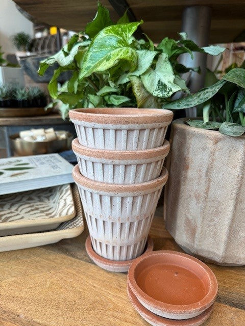 Pantheon Rosa Pot 4.7 in.