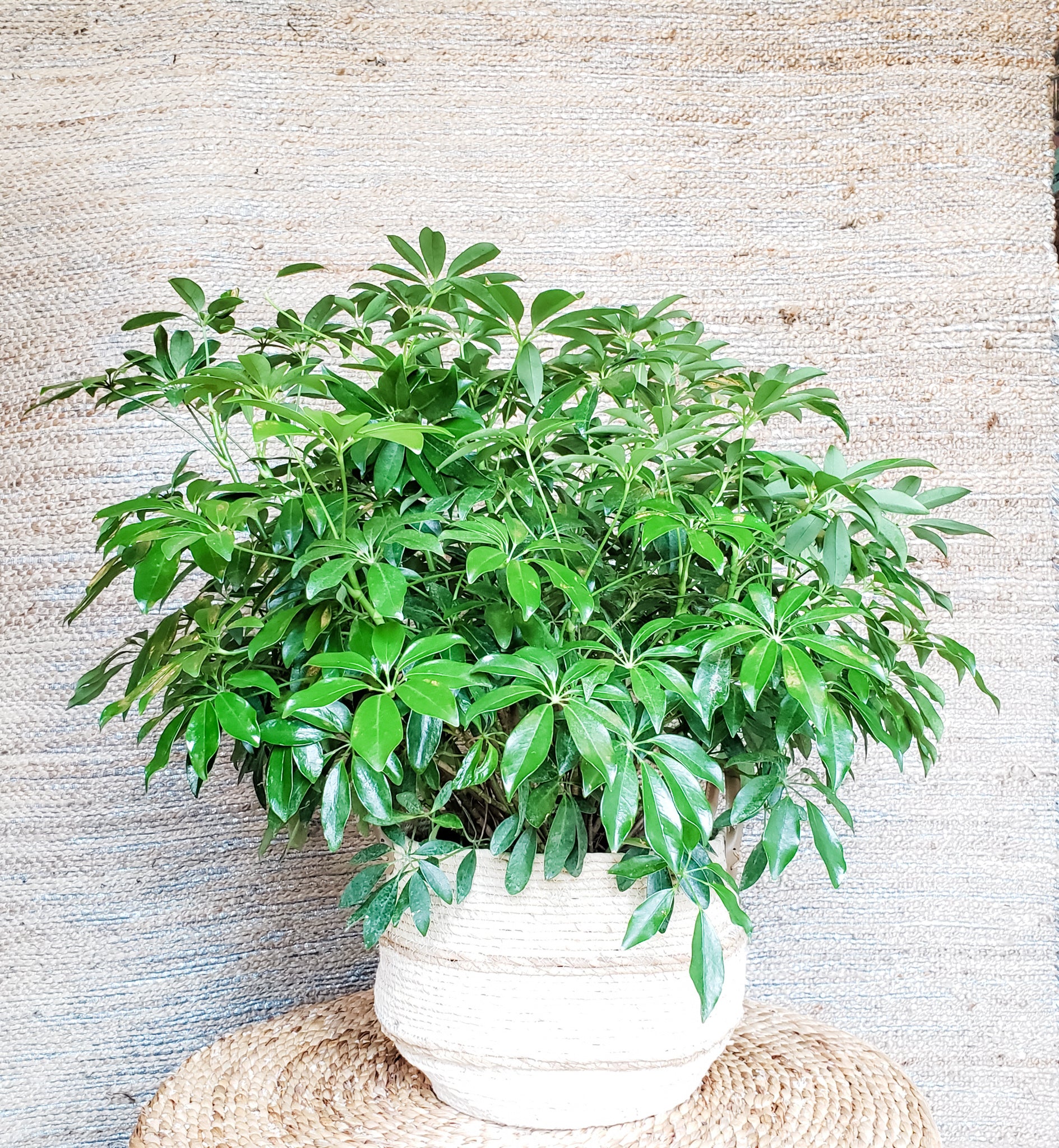 Schefflera Arboricola 8&quot;