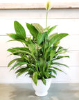 Spathiphyllum 6"