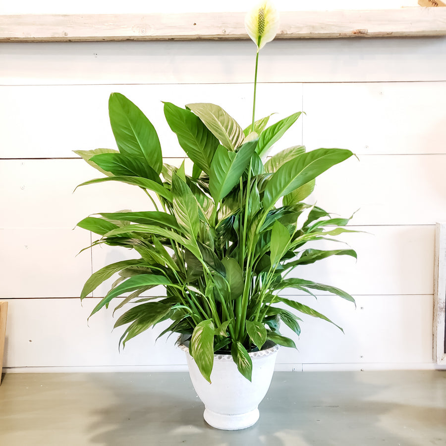 Spathiphyllum 6"