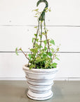 Wax Ivy Hanging Basket 6"