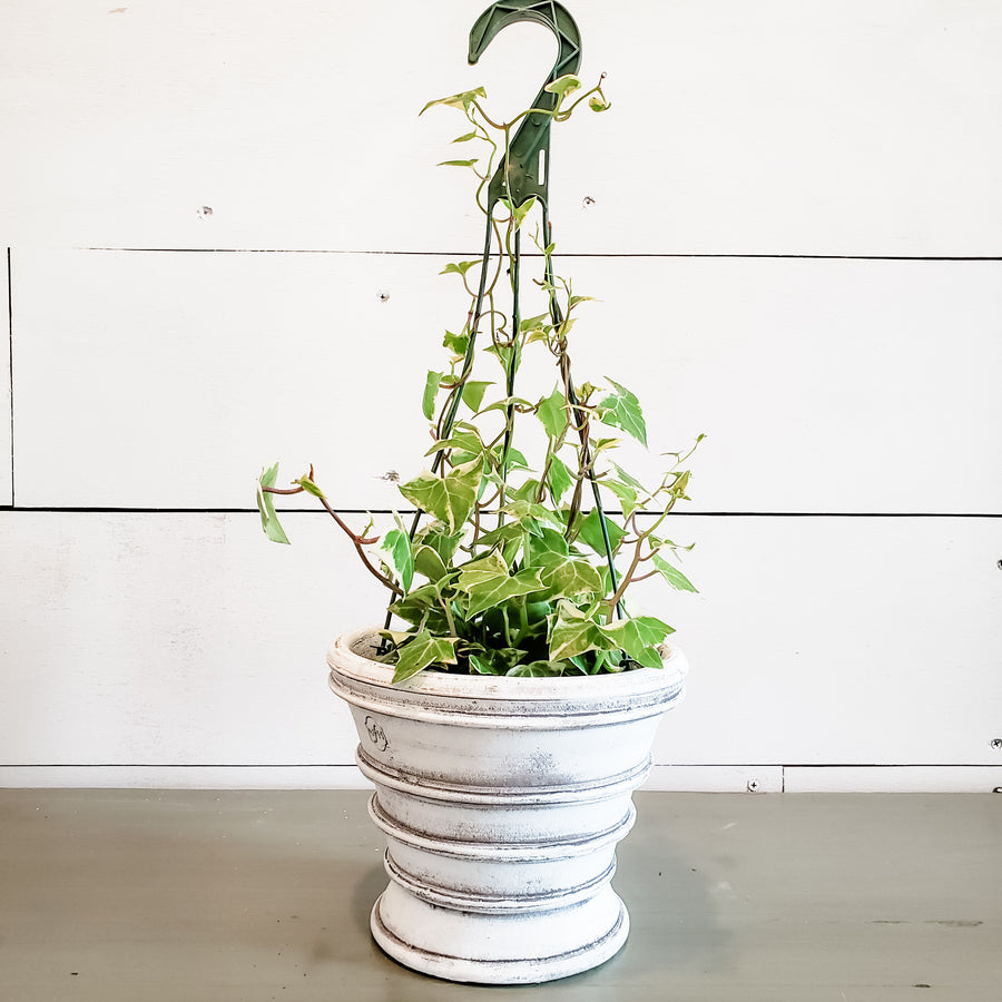 Wax Ivy Hanging Basket 6"