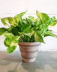 Golden Pothos Ivy 6"