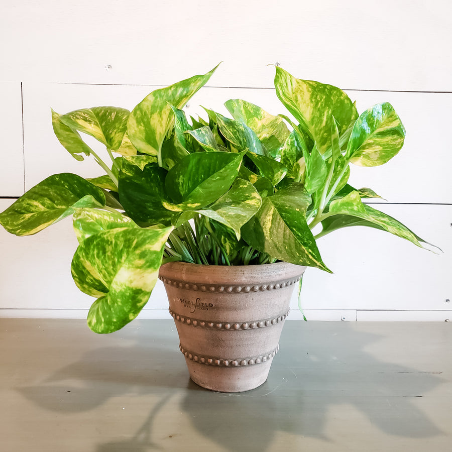 Golden Pothos Ivy 6"