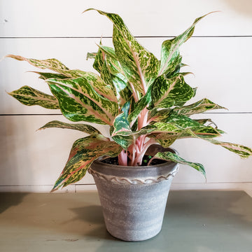 Aglaonema Sparkling Sarah 6"