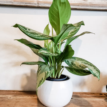 Aglaonema 6"