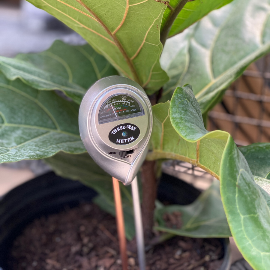 Soil Meter for Fiddle Leaf Figs